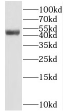 BEND5 antibody|BEND5抗体