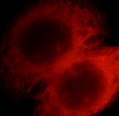 STX8 antibody|STX8抗体