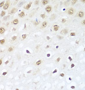 BCAS2 antibody|BCAS2抗体