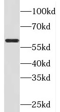 SRC antibody|SRC抗体 FNab02027