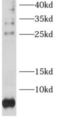 RPL38 antibody|RPL38抗体