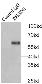 USO1 antibody|USO1抗体