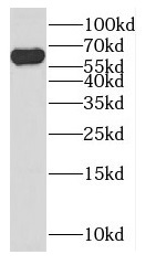 DYNC1LI2 antibody|DYNC1LI2抗体