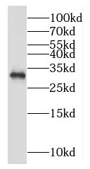 MORF4L2 antibody|MORF4L2抗体