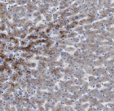APOL1 antibody|APOL1抗体 FNab005