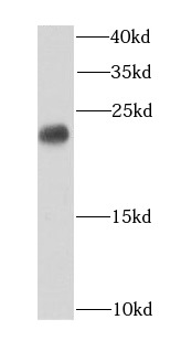 CBX3 antibody|CBX3抗体