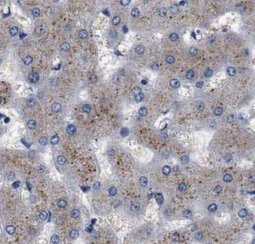CYP1A2-Specific antibody|CYP1A
