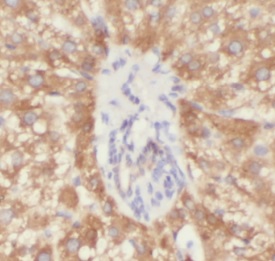 MPO antibody|MPO抗体 FNab05285