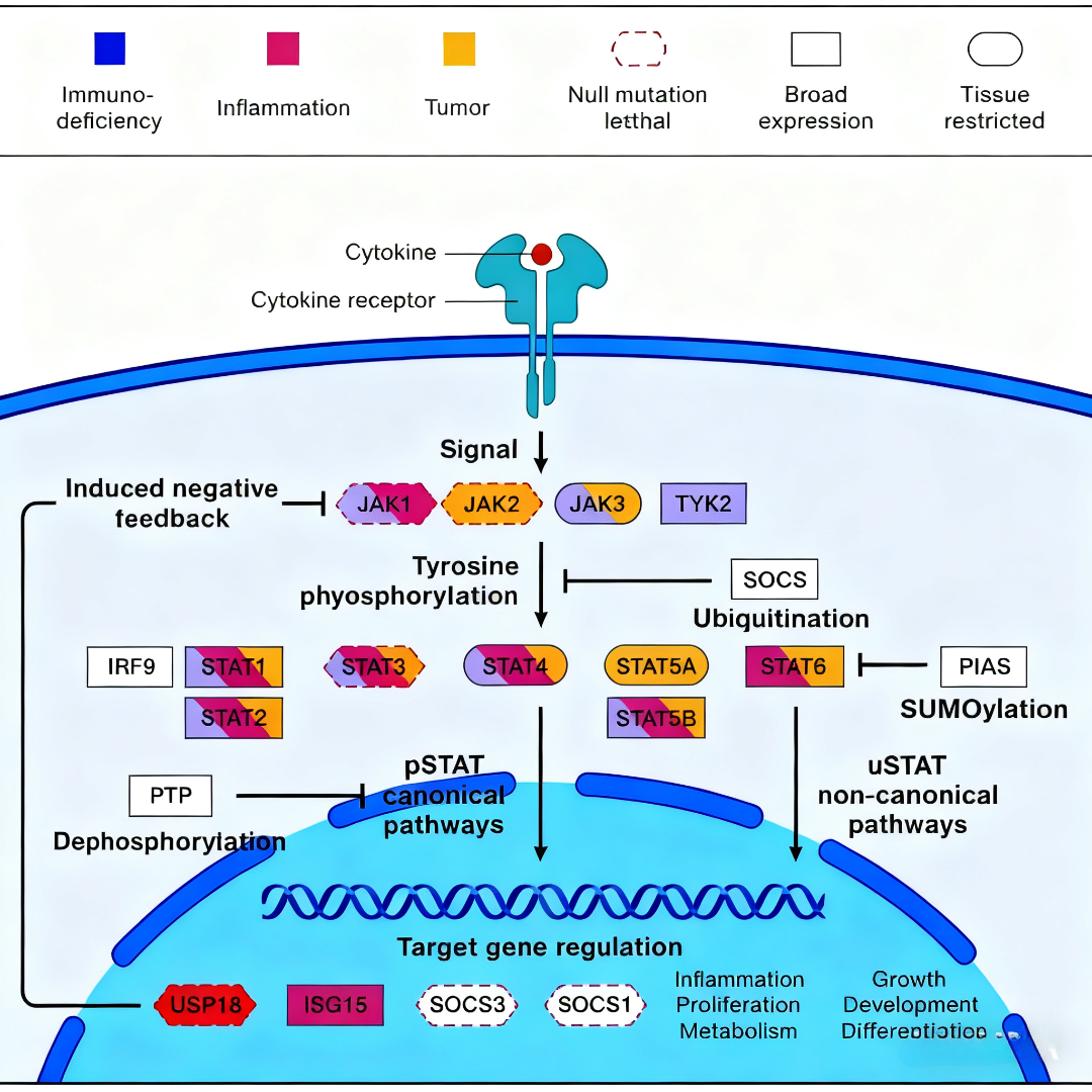 JAK-STAT信号通路：机制、功能与靶向治疗全景解读