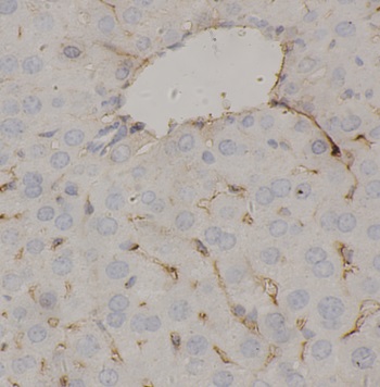 FGA antibody|FGA抗体 FNab10198