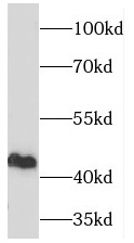 PGD antibody|PGD抗体