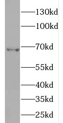 ENC1 antibody|ENC1抗体