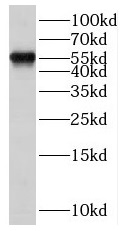 SCML4 antibody|SCML4抗体