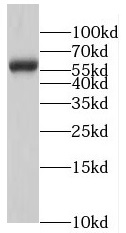 RNF8 antibody|RNF8抗体