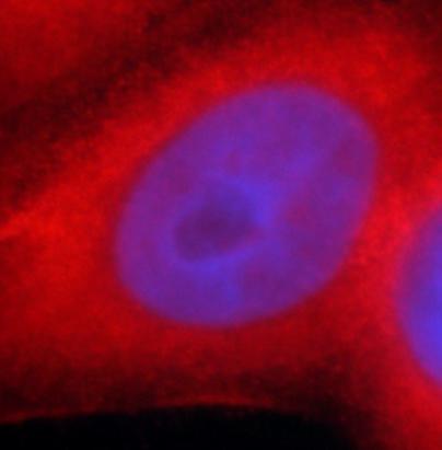 HSP90B1 antibody|HSP90B1抗体 FNa