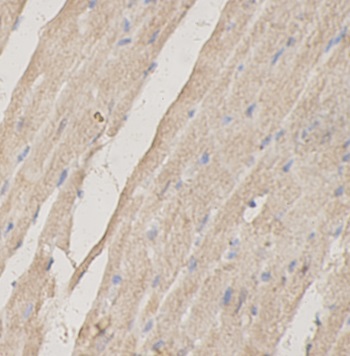 IFNLR1 antibody|IFNLR1抗体