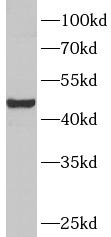 TDO2 antibody|TDO2抗体