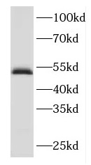 FBXO3 antibody|FBXO3抗体