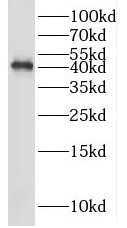 SHD antibody|SHD抗体