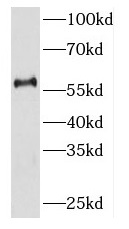 KIR2DL3 antibody|KIR2DL3抗体