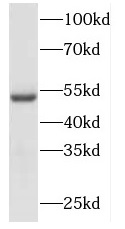 DBT antibody|DBT抗体