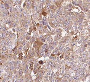 UBL4A antibody|UBL4A抗体