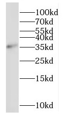 MORF4L1 antibody|MORF4L1抗体