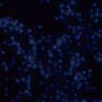 外泌体标记/示踪