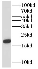 BBC3 antibody|BBC3抗体