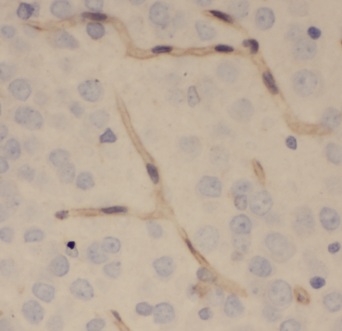 ENPP4 antibody|ENPP4抗体