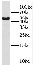 RHCG antibody|RHCG抗体
