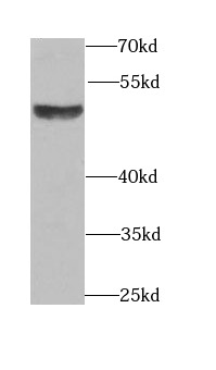 BMP15 antibody|BMP15抗体