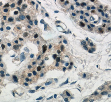 REG3G antibody|REG3G抗体