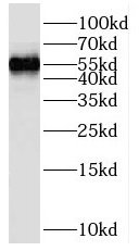 SKAP1 antibody|SKAP1抗体 FNab078