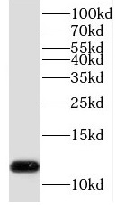 TCEAL7 antibody|TCEAL7抗体