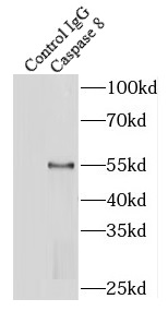 BRD3 antibody|BRD3抗体