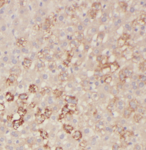 LSS antibody|LSS抗体 FNab04881