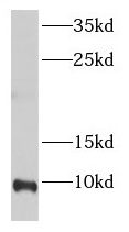 ELOF1 antibody|ELOF1抗体