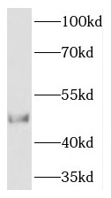 TCN2 antibody|TCN2抗体