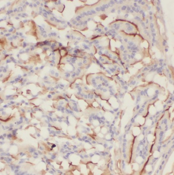 LGR4 antibody|LGR4抗体