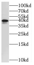 STOML2 antibody|STOML2抗体 FNab0