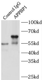 ADRM1 antibody|ADRM1抗体