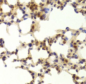 TAF1C antibody|TAF1C抗体