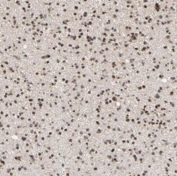 TRIM69 antibody|TRIM69抗体