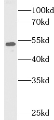 TRAF2 antibody|TRAF2抗体 FNab101