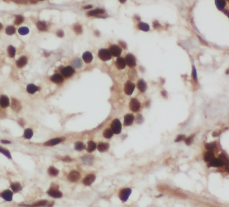 RTN4 antibody|RTN4抗体 FNab07524