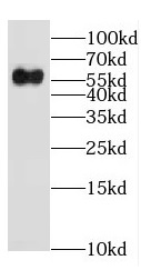 EHD1 antibody|EHD1抗体