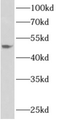 APOL4 antibody|APOL4抗体