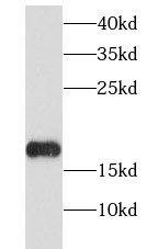 Histone H3.3 antibody|Histone 