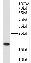 PPIB-specific antibody|PPIB抗体